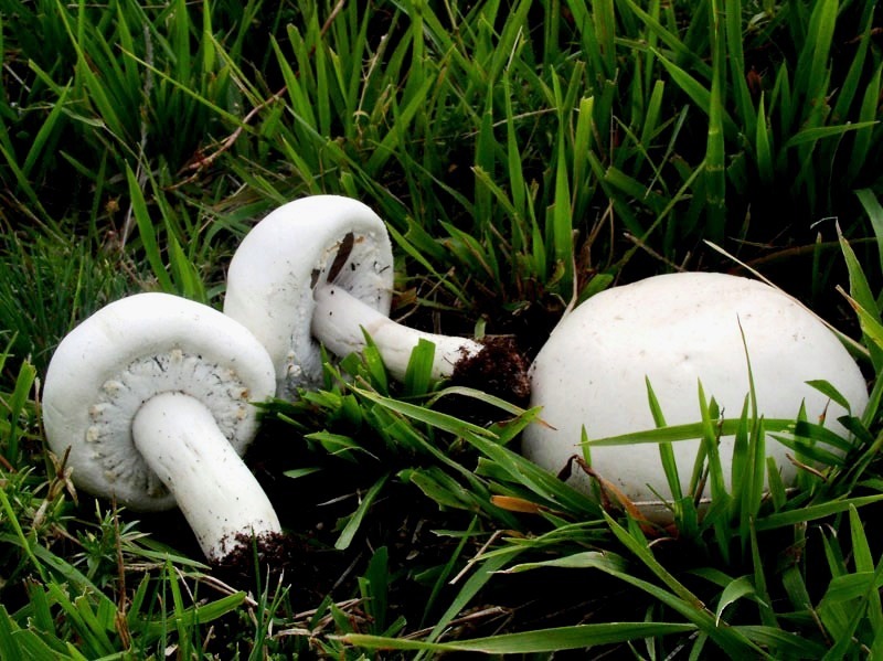 Agaricus quiz: ovvero, non s cosa sia